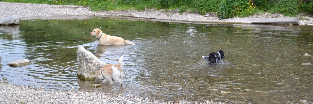 Dogs in river